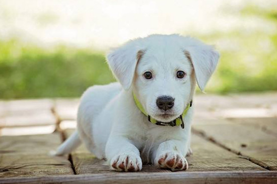 为什么手不能让幼犬舔