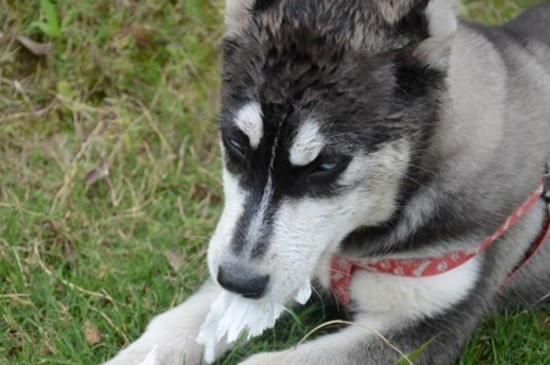 马犬几个月立耳