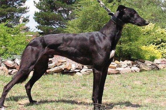 马犬几个月后认主