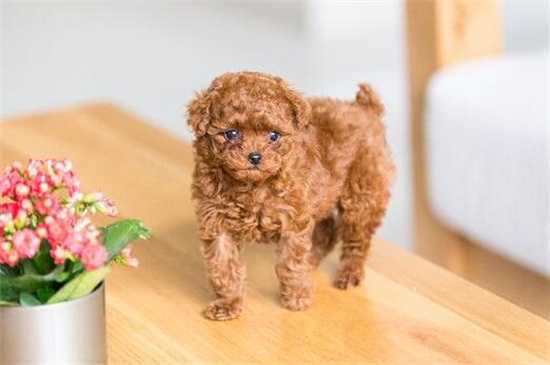 杜宾犬为什么要断尾