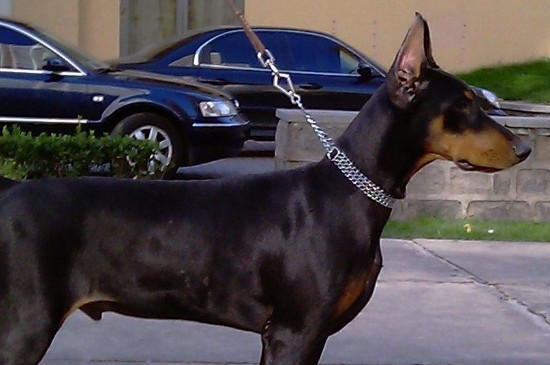 杜宾犬为什么要断尾