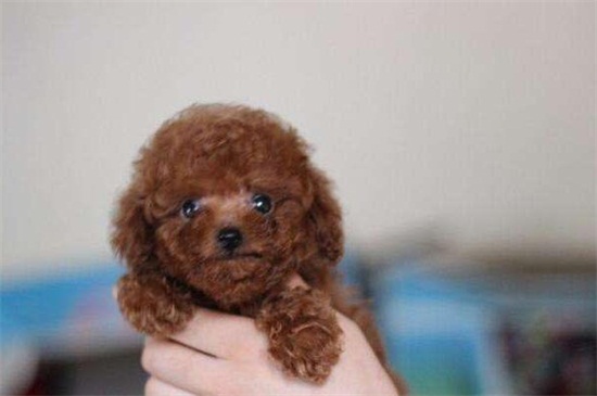 幼犬一天拉几次便正常