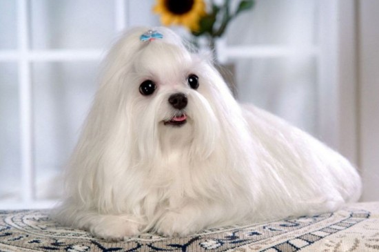 泰迪犬为什么喜欢日