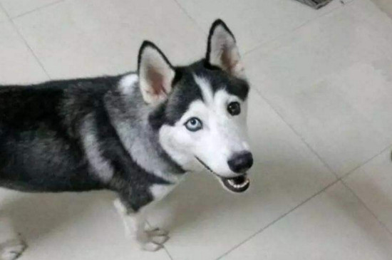 狗和犬的区别,狗有18个脚趾而犬有20只脚趾