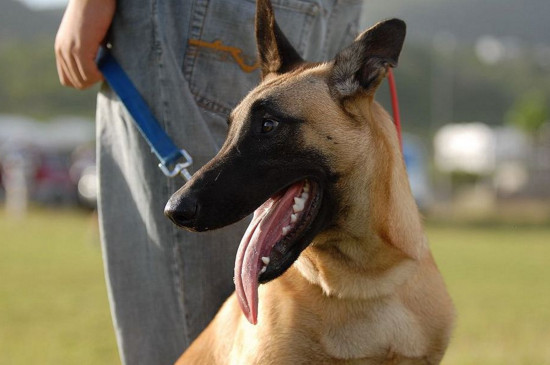 狗和犬的区别,狗有18个脚趾而犬有20只脚趾