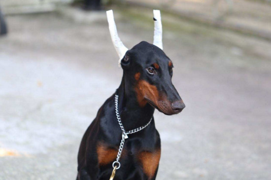 幼犬泰迪狗粮怎么泡