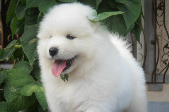 幼犬便血怎么办,改善饮食调理肠胃尽快测试是否患犬瘟