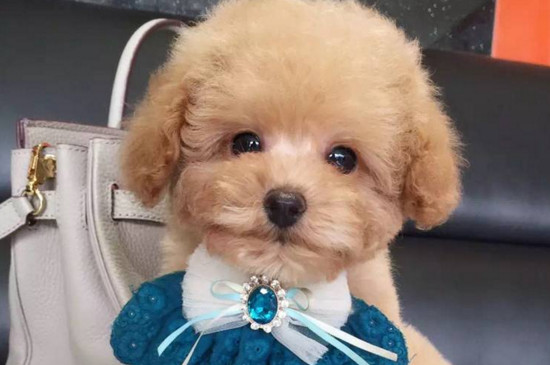 狗打疫苗后注意事项