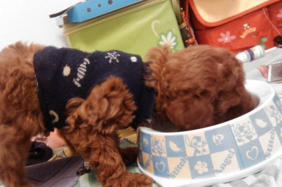 世界十大凶猛斗犬是哪十种狗