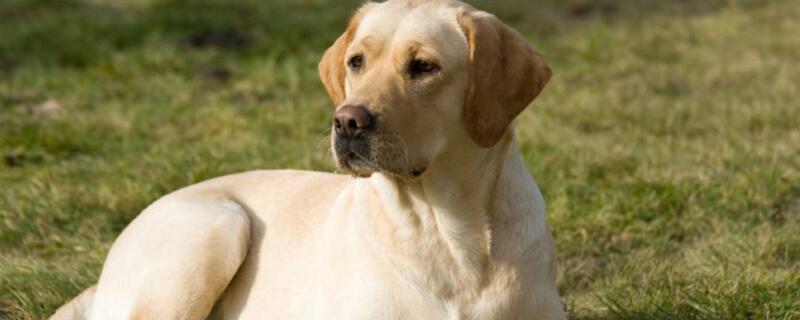 世界十大凶猛斗犬是哪十种狗