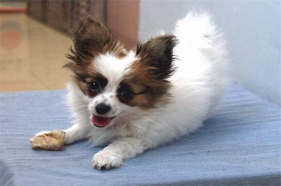 蝴蝶犬幼犬的特征,耳朵自立性格活泼身形较小