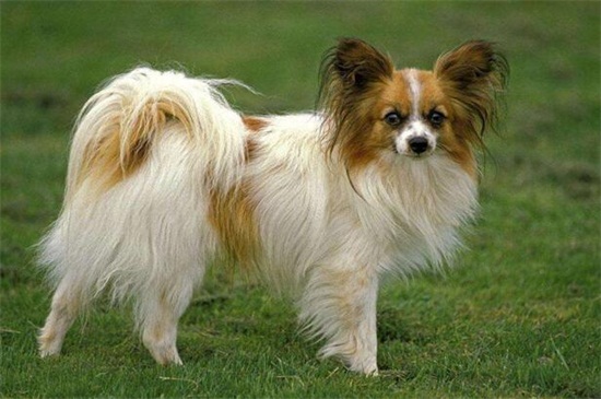 蝴蝶犬幼犬的特征,耳朵自立性格活泼身形较小