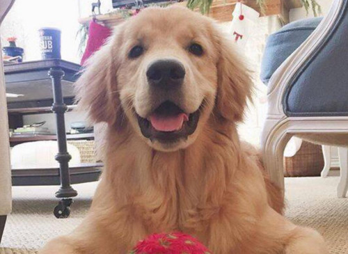 泰迪狗得了细小怎么办