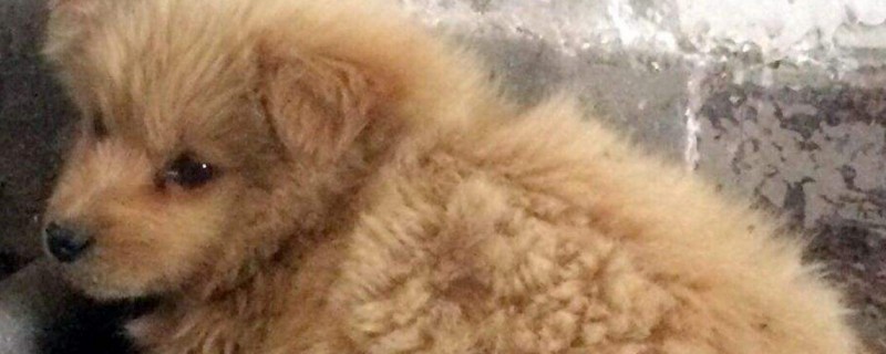 泰迪狗生病了怎么办