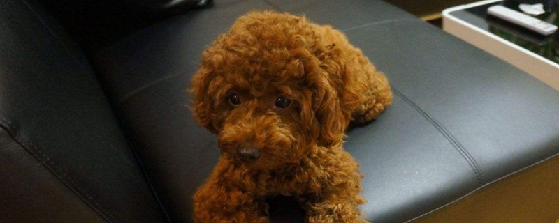 泰迪狗一天吃多少狗粮