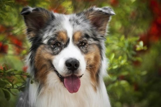 泰迪狗怎么断尾