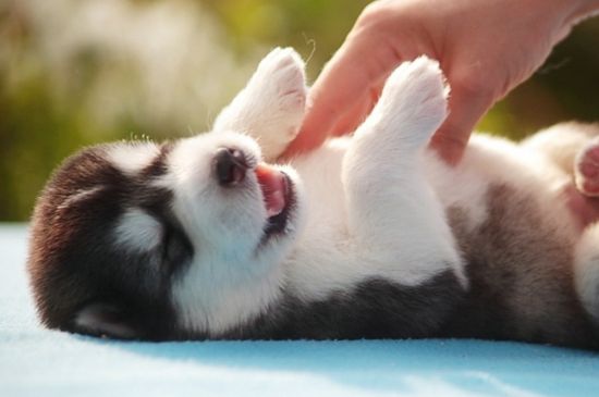 泰迪狗怎么断尾