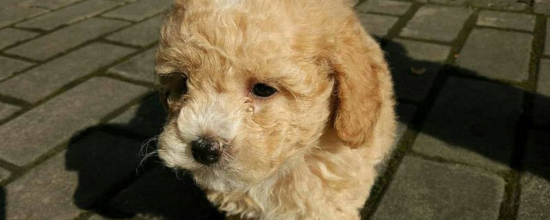 泰迪牙齿掉了怎么办