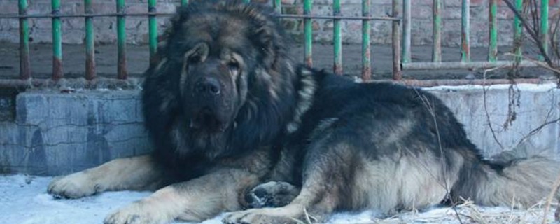 泰迪牙齿掉了怎么办