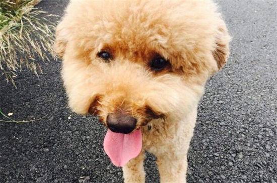 泰迪吐了怎么回事