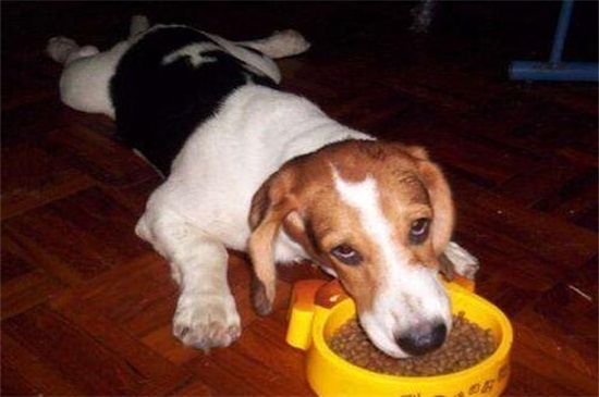 狗狗吃花生了会怎么样