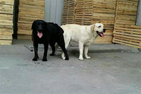 中华田园犬为什么在中国被禁养