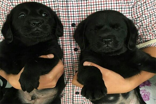 中华田园犬为什么在中国被禁养