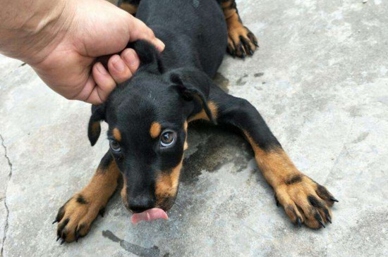 中华田园犬为什么在中国被禁养