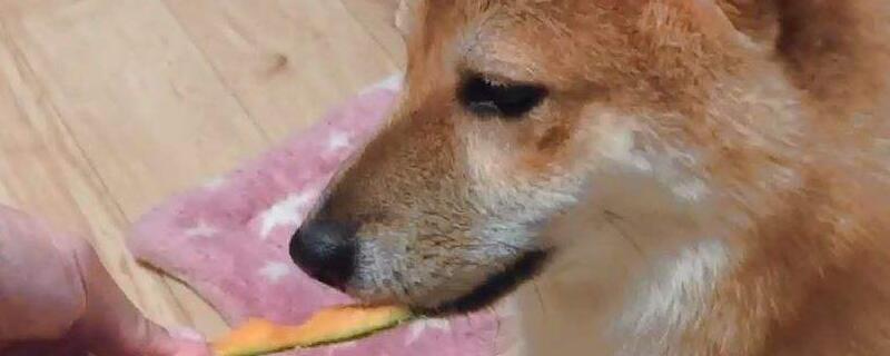 萨摩耶犬怎么训练