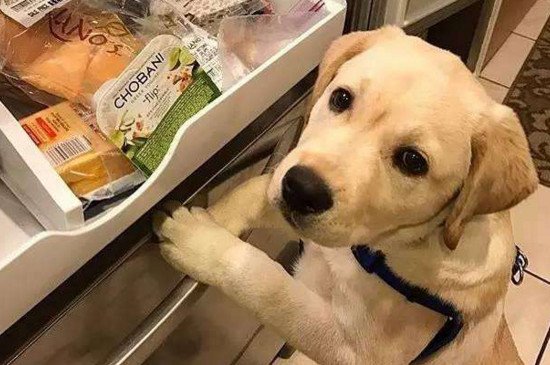 小狗吃多了呕吐怎么办