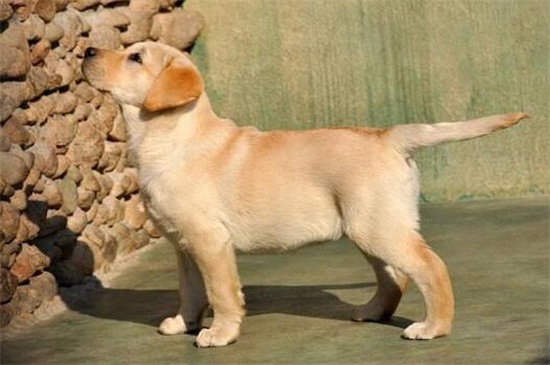 小狗吃多了呕吐怎么办