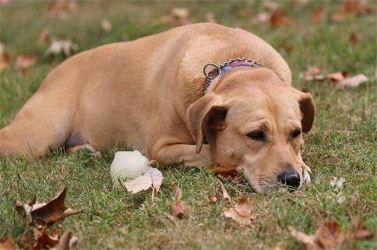 养德国牧羊犬的难易程度及注意事项