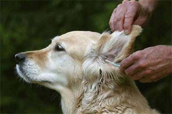 恶霸犬在美国为啥禁养