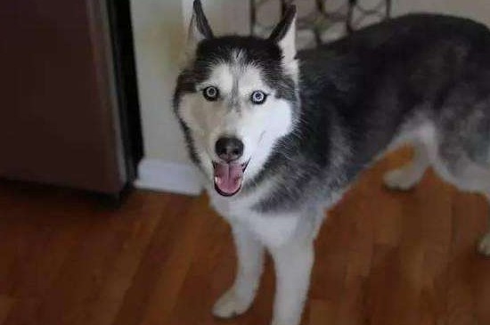 恶霸犬在美国为啥禁养