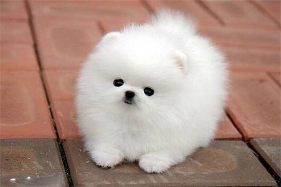 泰迪狗狗咬人怎么办