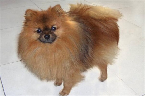 泰迪狗狗咬人怎么办