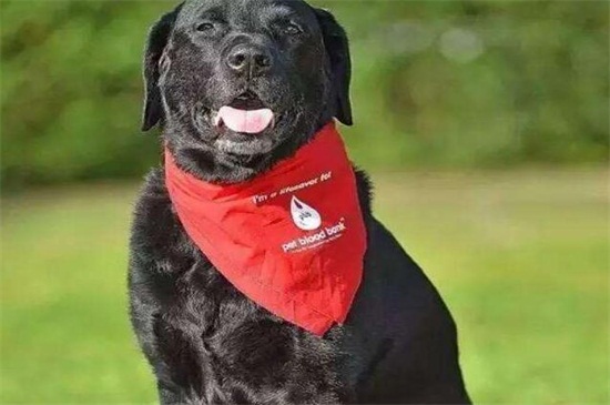 泰迪耳朵掉毛怎么回事