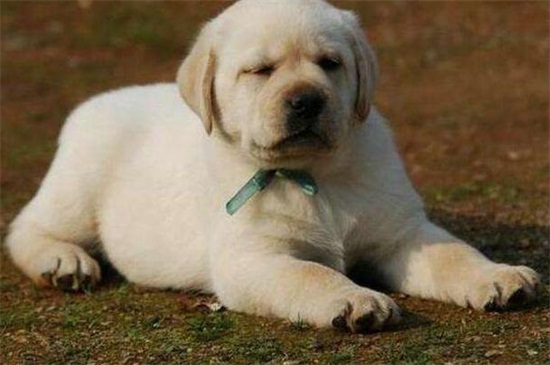 泰迪耳朵掉毛怎么回事