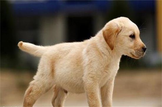 泰迪耳朵掉毛怎么回事