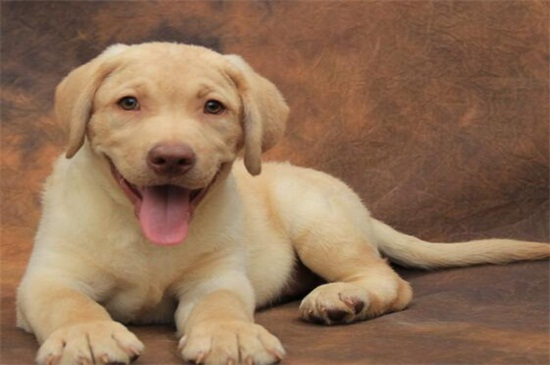 拉布拉多幼犬喂什么，羊奶或者清淡的熟肉沫以补充营养