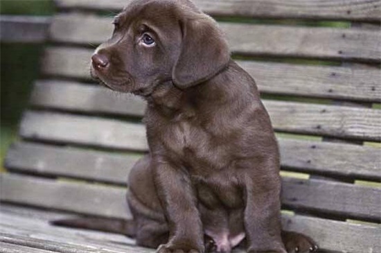 拉布拉多幼犬喂什么，羊奶或者清淡的熟肉沫以补充营养