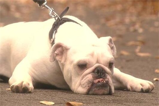 为什么养边境牧羊犬的人少