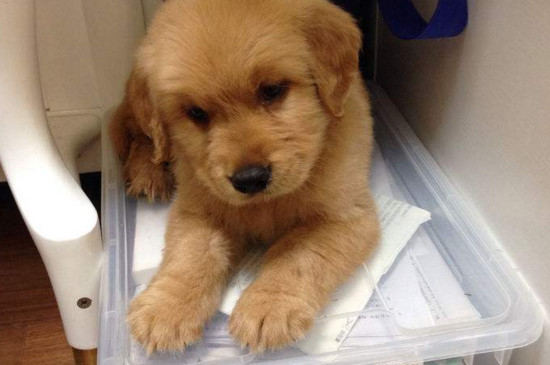 养金毛幼犬的禁忌