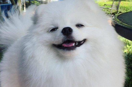 泰迪生小狗怎么处理方法