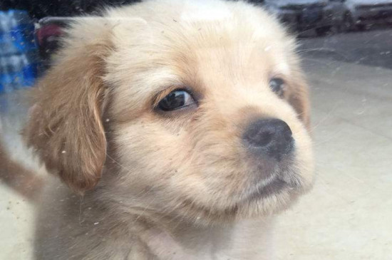 养金毛幼犬的禁忌