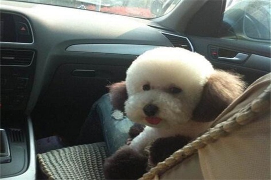 比熊犬拉肚子怎么办