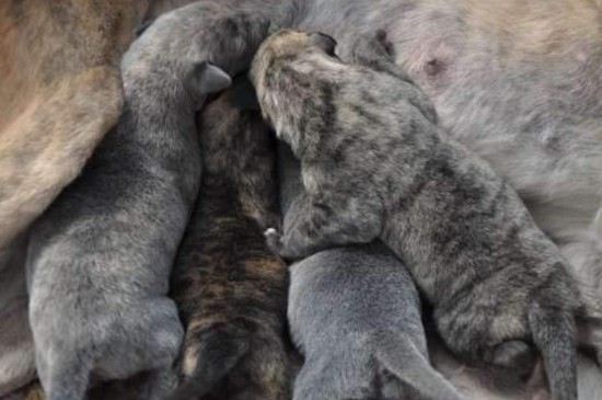 怎样挑选同窝小格力犬,3个技巧教你选出优质的格力幼犬