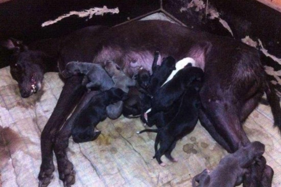 怎样挑选同窝小格力犬,3个技巧教你选出优质的格力幼犬