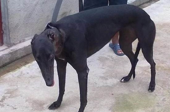 格力犬发情是什么样子,格力母犬发情期的3种表现