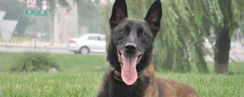 马犬看家护院怎么样